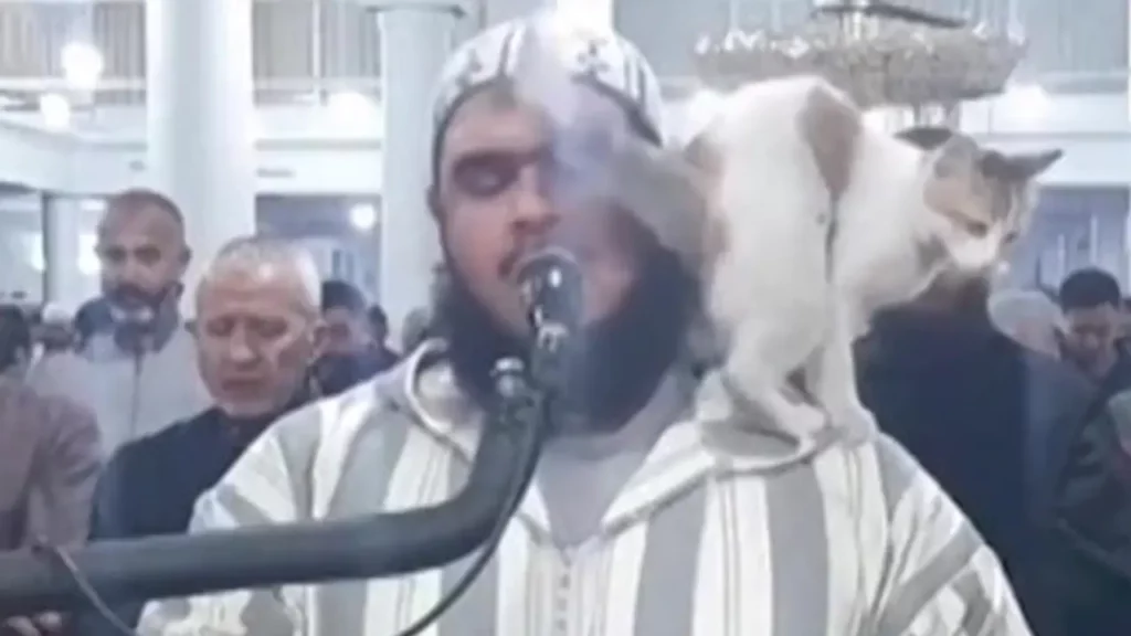 Cat jumps up on Imam leading a Ramadan Muslim prayer in Algeria NewsJive