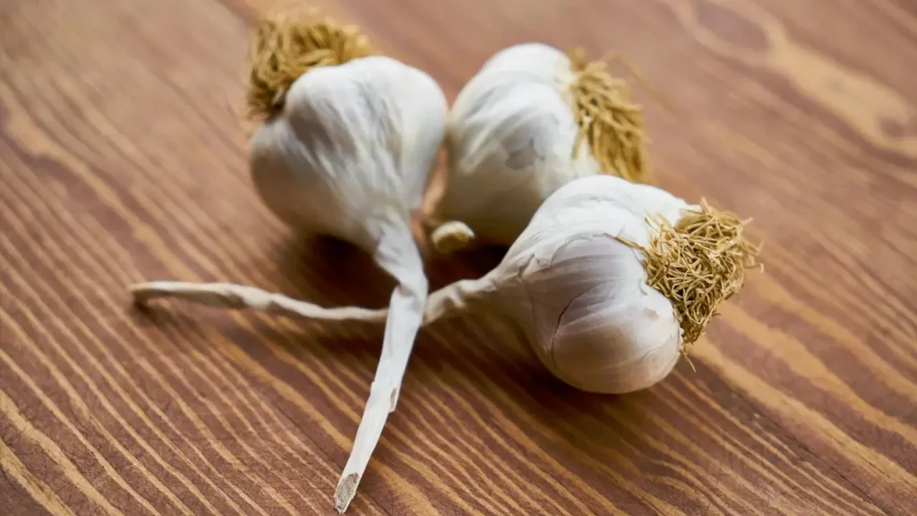 How quickly stop stinking garlic 8 well-proven methods work best